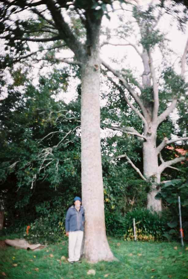 Paulownia-JM