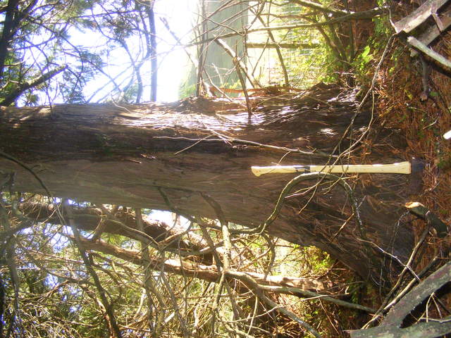 Macrocarpa_005