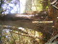 Macrocarpa_005