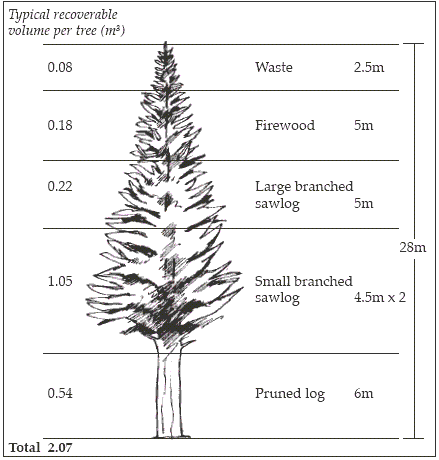 forestry cypress nz timber farm log growing zealand ministry typical turn