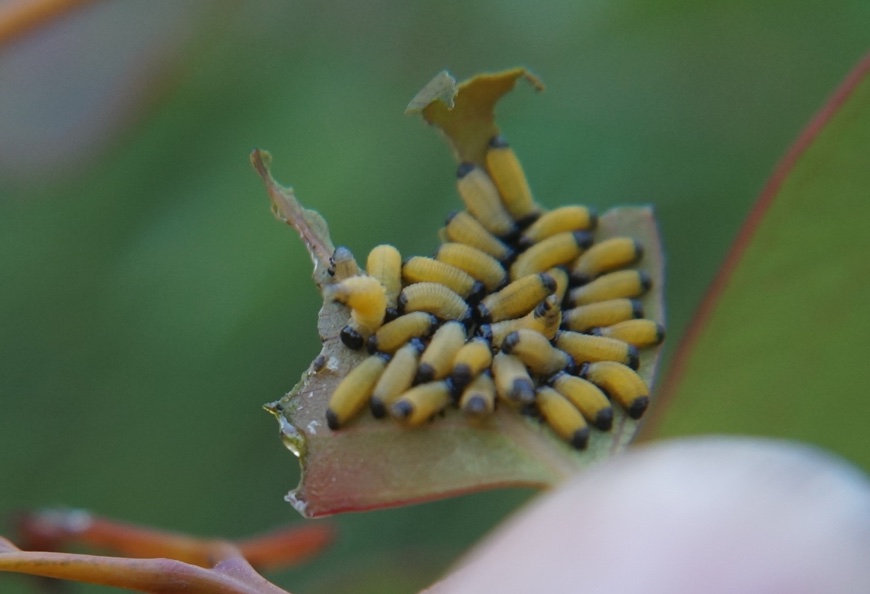 Paropsisterna variicollis larvae