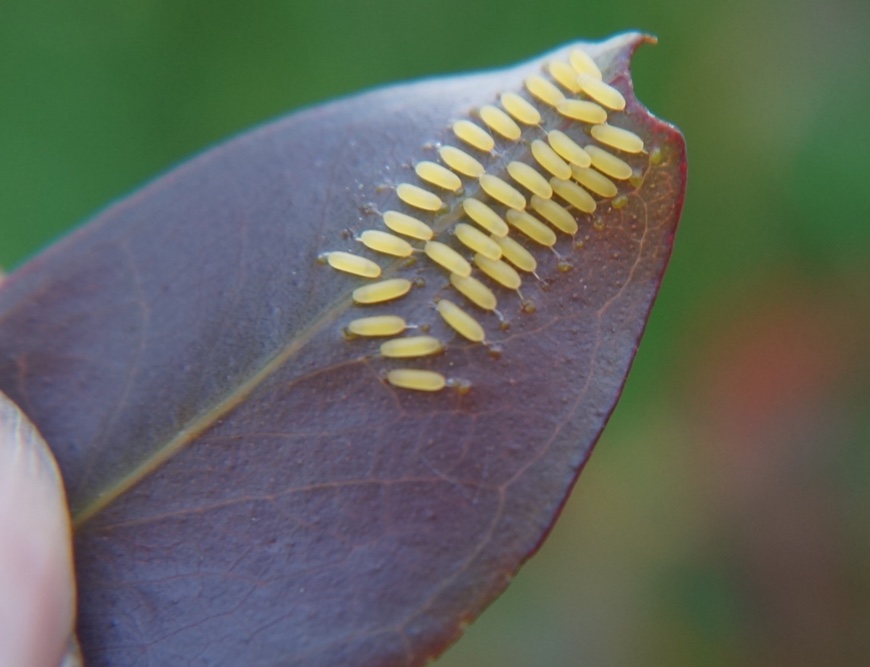 Paropsisterna variicollis eggs