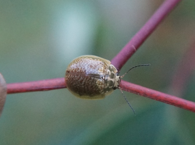 Paropsisterna variicollis adult