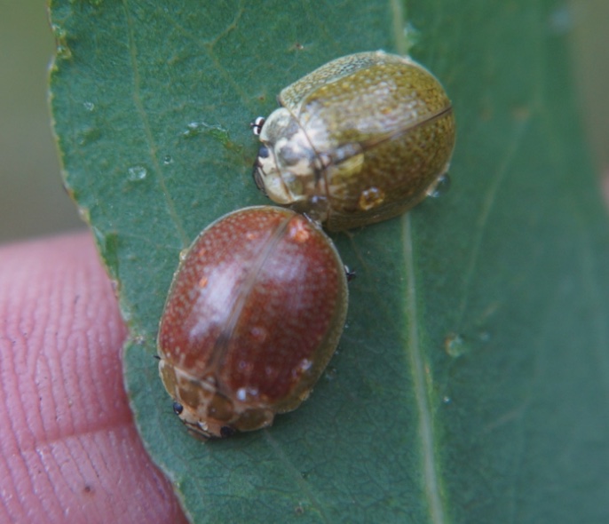 Paropsisterna variicollis adults male and female