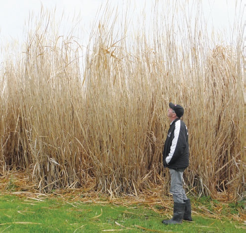 NZ Farm Forestry - Miscanthus for farm forestry