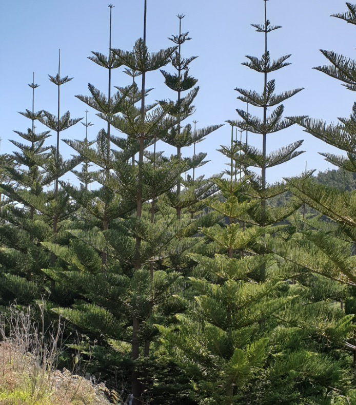 Norfolk Island Pine Seeds/araucaria Heterphylla/tree