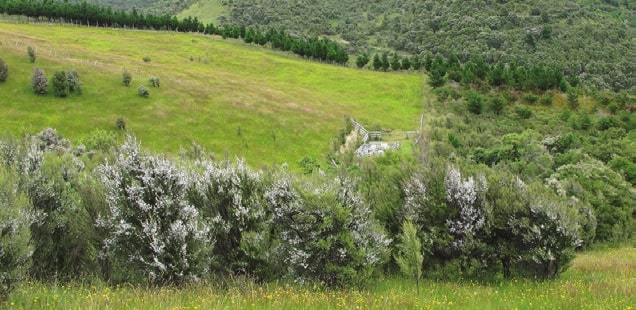 How to Grow a Manuka Tree