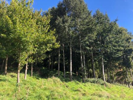 A nice stand of Emxican Oak Quercus polymorpha